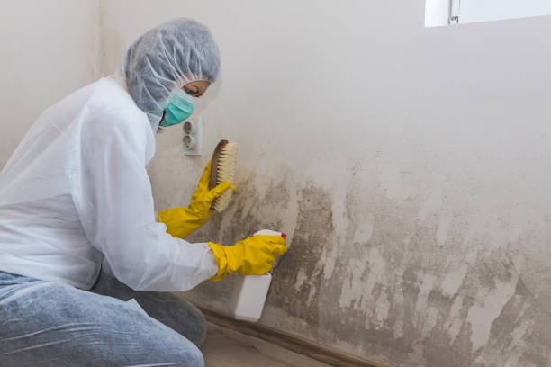 Best Toxic Mold Removal  in Eddystone, PA
