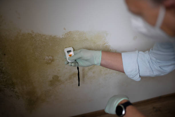 Best Mold Cleaning Services  in Eddystone, PA