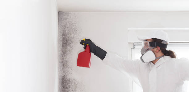 Best Certified Mold Removal  in Eddystone, PA