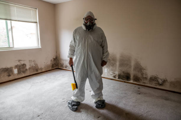 Best Mold Remediation Experts  in Eddystone, PA