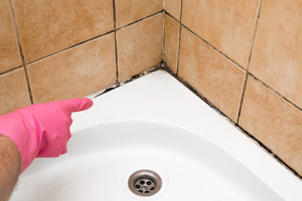 Best Attic Mold Removal  in Eddystone, PA